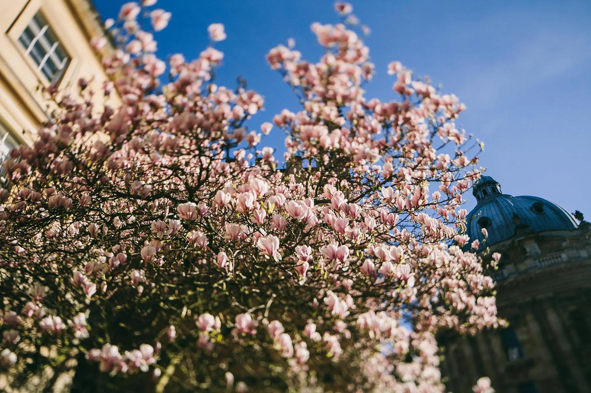 Magnolia blossoms beside a historic Georgia building